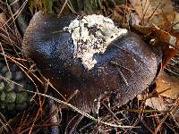 Amanita pachycolea image