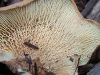 Tapinella panuoides image