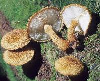 Leucopholiota decorosa image