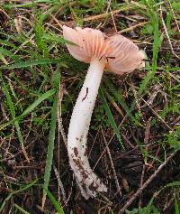 Hygrocybe calyptriformis var. calyptriformis image