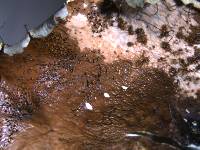 Parmotrema reticulatum image