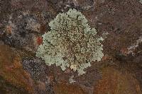 Flavoparmelia baltimorensis image