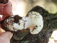 Amanita magniverrucata image