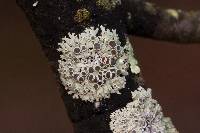 Physcia stellaris image