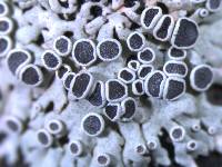 Physcia stellaris image