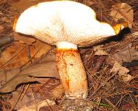 Tricholoma aurantium image