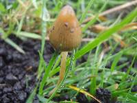 Psilocybe semilanceata image