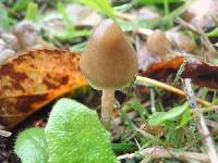 Psilocybe semilanceata image