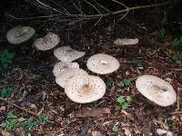 Chlorophyllum rachodes image