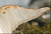 Polyporus tuberaster image