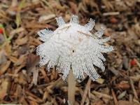 Coprinellus flocculosus image