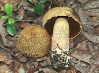 Boletus vermiculosoides image