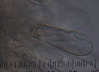 Inocybe renispora image