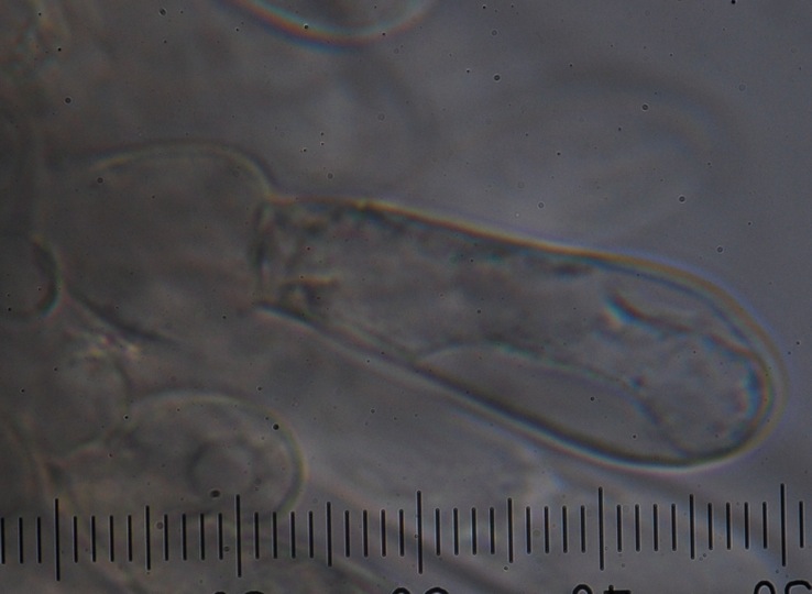 Inocybe renispora image
