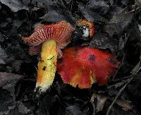 Hygrocybe laetissima image