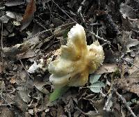 Tricholoma saponaceum image
