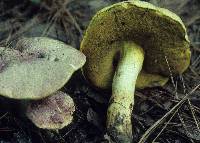 Boletus pseudoregius image