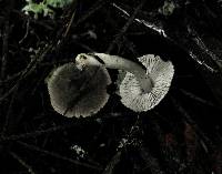 Tricholoma terreum image