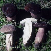 Xanthoconium purpureum image