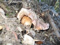 Tricholoma dryophilum image