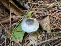 Leucoagaricus melanotrichus image