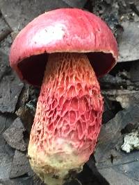 Butyriboletus frostii image