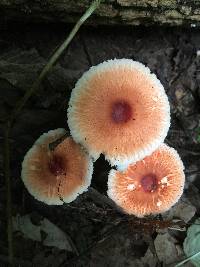 Leucoagaricus rubrotinctus image