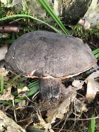 Tylopilus alboater image