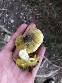 Tricholoma subsejunctum image