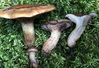 Paxillus vernalis image