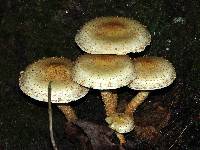 Pholiota squarrosa image