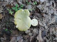 Russula ochraleucoides image