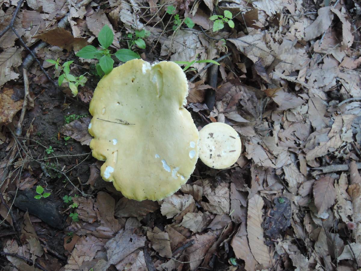 Russula ochraleucoides image