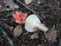 Russula tenuiceps image