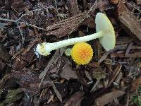 Amanita frostiana image