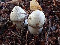 Agaricus bresadolanus image