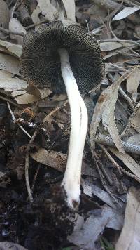 Coprinopsis picacea image