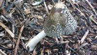 Coprinopsis picacea image