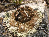 Lecanora phaedrophthalma image