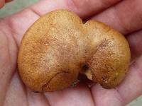 Tricholoma fulvum image