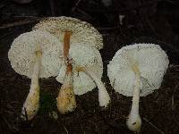 Leucocoprinus cepistipes image