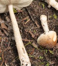 Amanita sect. Vaginatae image
