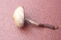 Panaeolus cinctulus image