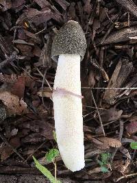 Phallus ravenelii image