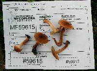 Inocybe curvipes image