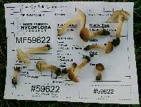 Inocybe curvipes image