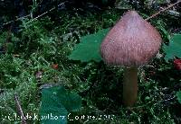 Inocybe neobrunnescens var. leucothelota image