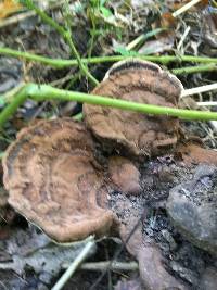 Ganoderma lobatum image