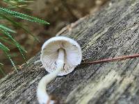 Leucoagaricus melanotrichus image