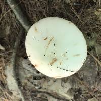 Amanita aestivalis image